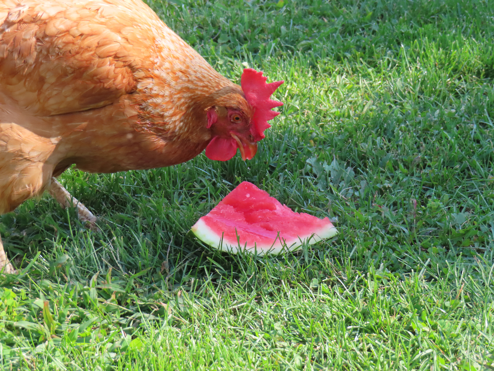 Chicken Crop Impaction